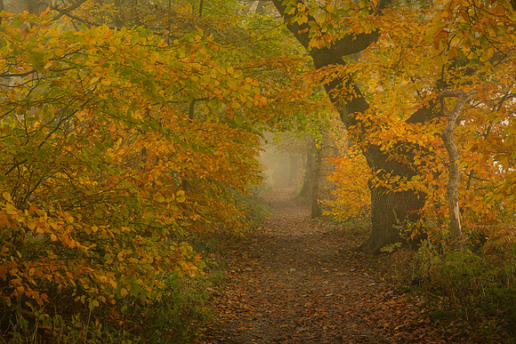Golden Acre