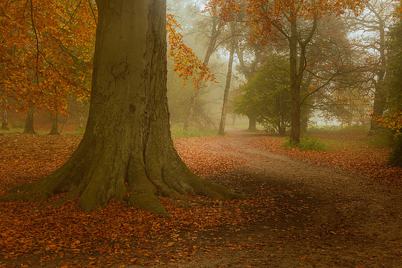Autumn at Golden Acre