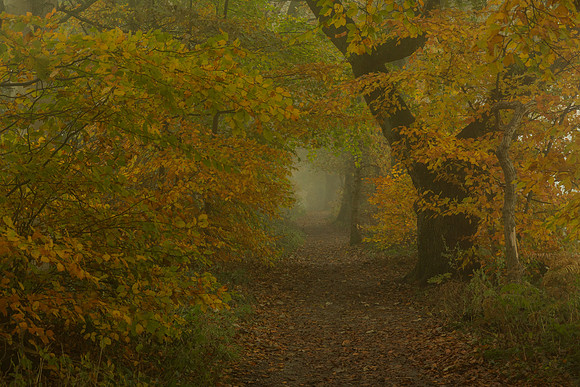 Misty Footpath